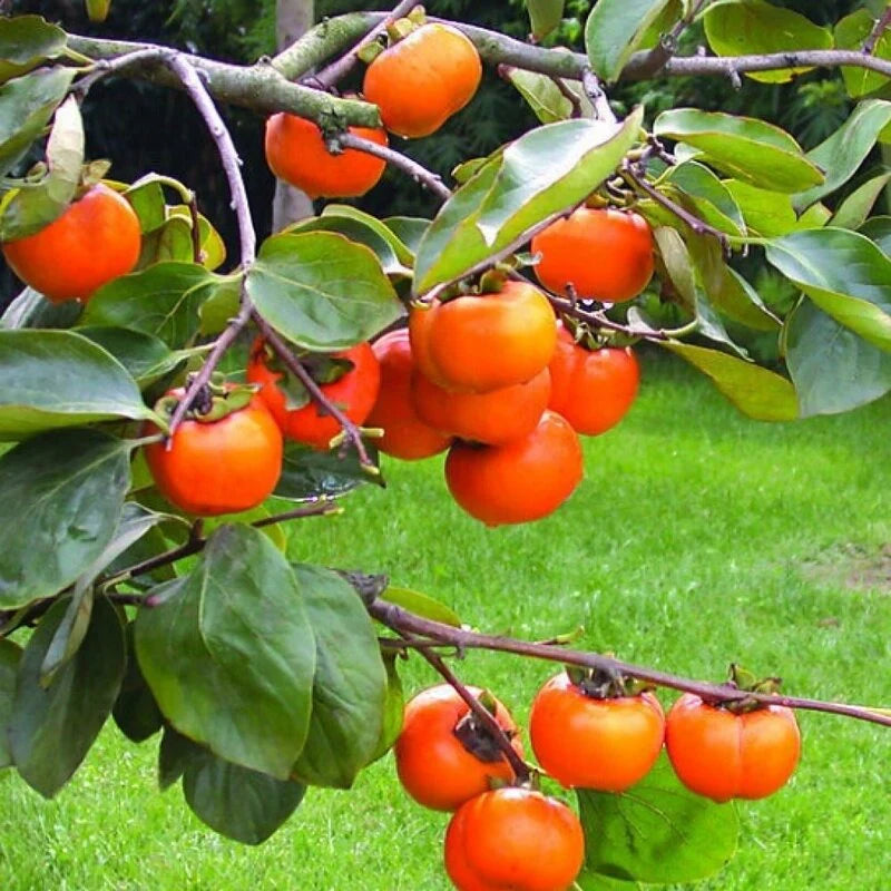 Persimmon Seed- Rare Persimmon Tropical Fruit Seeds for Growing [ 5 Seeds Pack ]-Fruit Seeds