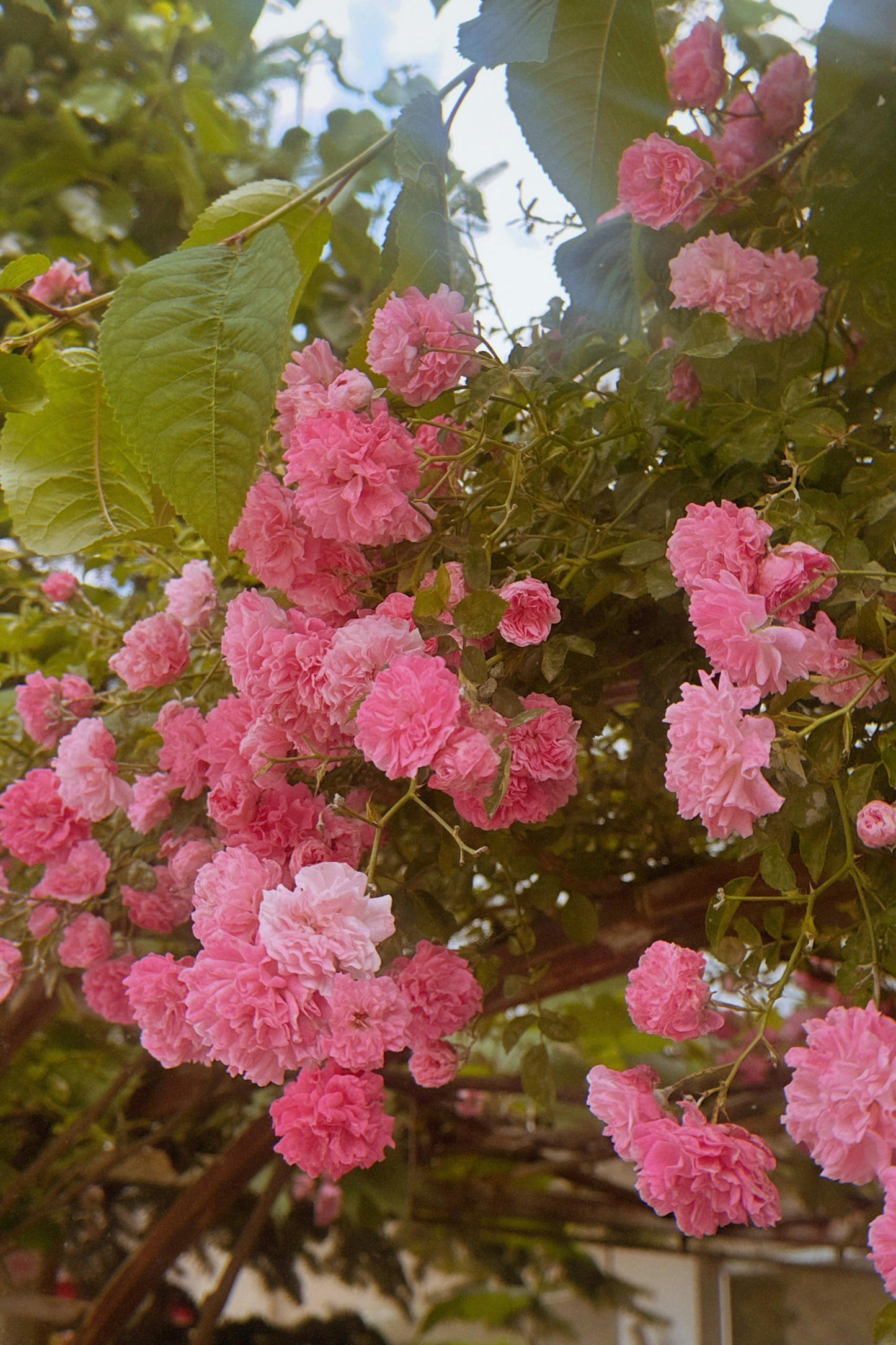 Colourful Climbing Rose Mixed Seeds + Free Growth Booster + Growing Guide