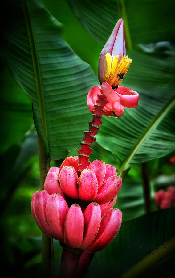 Pink Banana (Wild Variety) – 10 Seeds - Fruit Seeds