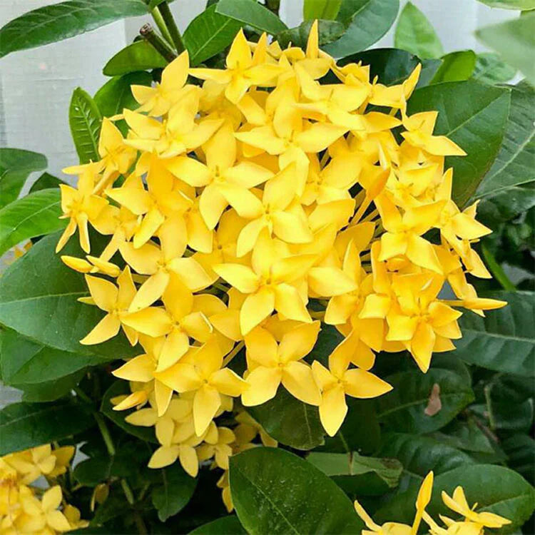 Mini Ixora Live Plant (Yellow) – Compact Flowering Shrub for Home Garden & Pots -Flowering Plant
