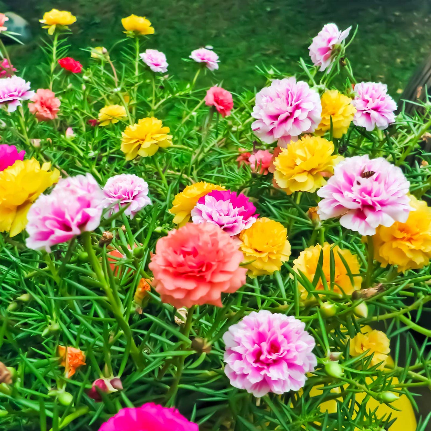 Hybrid Portulaca Moss Rose Double Mix Flower  (50 per packet)-Flower Seeds