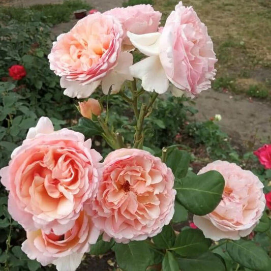 🌸 Princess Charlene de Monaco Rose Seeds – Elegant Peach-Pink Fragrant Rose 20 Seeds Pack ( Growing Guide Free) - Flower Seeds