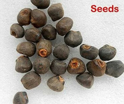 Wild Banana (Kalluvazha) – 10 Seeds - Fruit Seeds