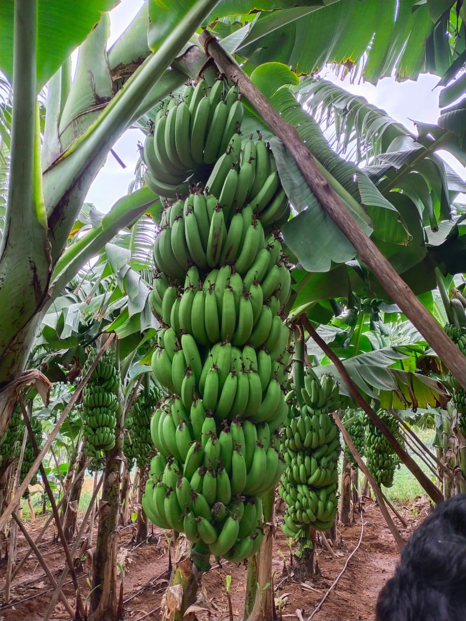 G9 Banana Plant – Tissue-Cultured Live Plant– 1 Healthy Plant - Fruit Plant