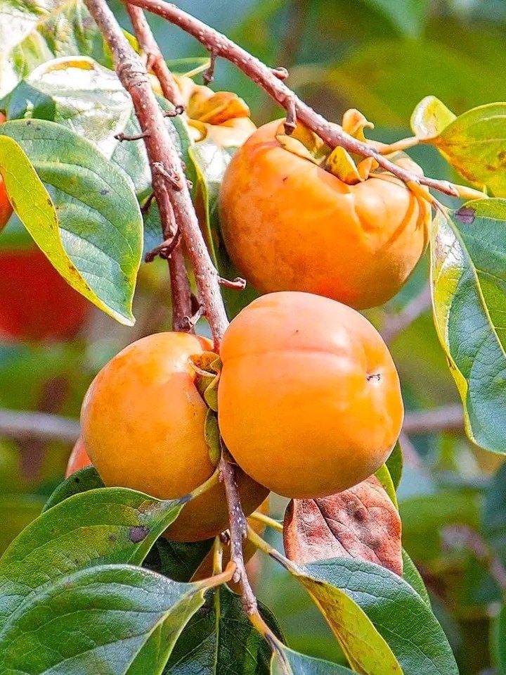 Persimmon Seed- Rare Persimmon Tropical Fruit Seeds for Growing [ 5 Seeds Pack ]-Fruit Seeds