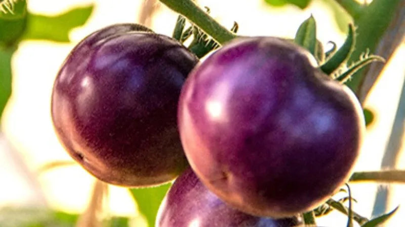 🍅 Purple Tomato – Novel Color, High in Antioxidants (20 Seeds Pack) - Fruit Seeds