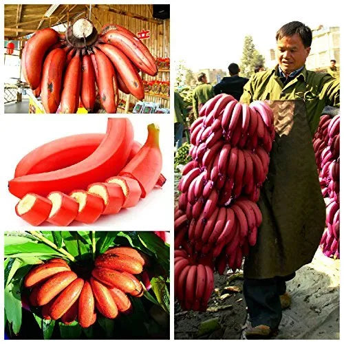 Thai Red Banana – Rare Live Healthy Plant | Original Variety | Tissue-Cultured – 1 Healthy Plant - Fruit Plant