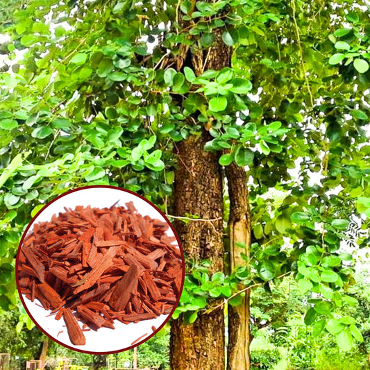 Red Sandalwood Live Plant (Pterocarpus santalinus) – Valuable Medicinal & Timber Tree for Home & Farm - Medicinal Plant