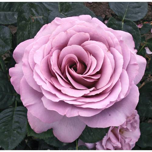 🌸 Blue Girl Rose Seeds – Rare Lavender-Blue Hybrid Tea Rose 20 Seeds Pack ( Growing Guide Free) - Flower Seeds