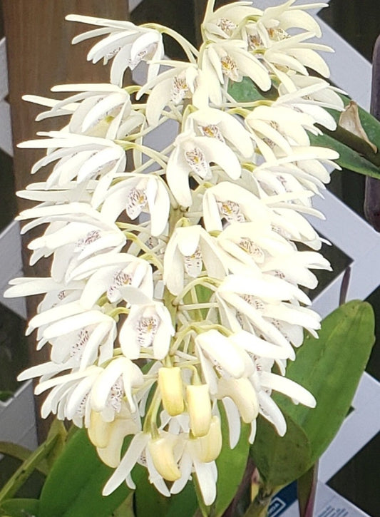 Dendrobium Speciosum Orchid (Rock Lily) – Majestic, Hardy & Long-Lasting Blooms - Orchid Plant