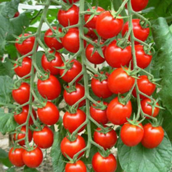 Italian Climbing Tree Tomato 50 Seeds -Vegetables Seeds