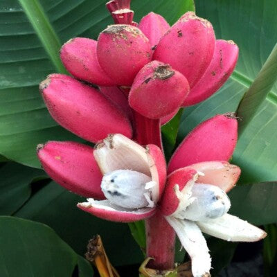 Pink Banana (Wild Variety) – 10 Seeds - Fruit Seeds
