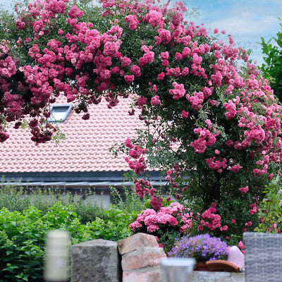 Pink Climbing Rose Seeds | Fragrant Climber Flowering Vine ( Growing Guide Free) Rose Seeds
