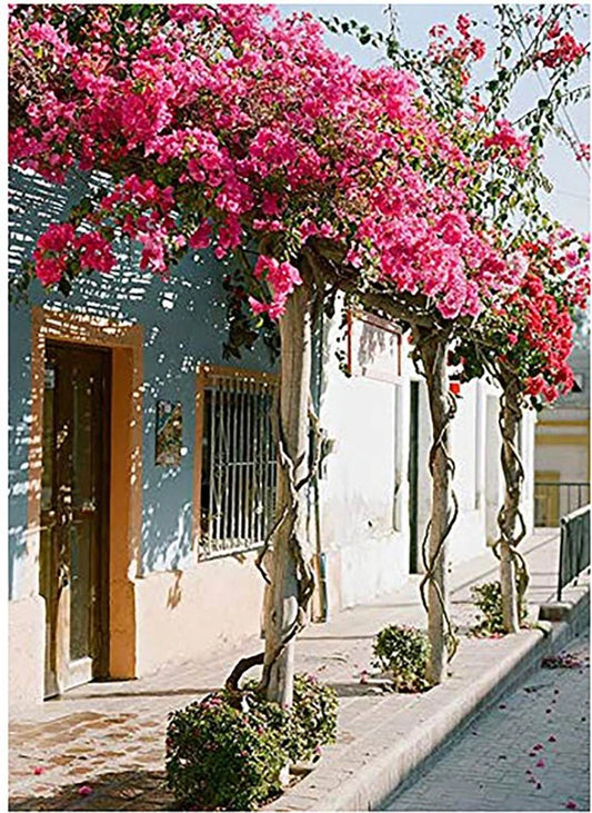 Bougainvillea Flowering Climbing Plant Mix – Colorful Flower Seeds for Home & Garden - Flower Seeds