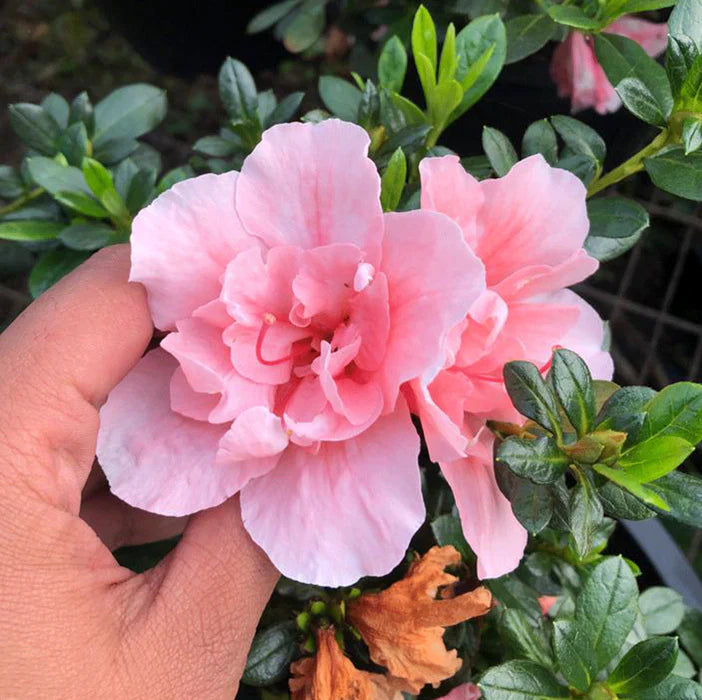 🌸 Azalea Flower Plant (Pink) – Live Blooming Shrub for Garden, Balcony & Decorative Pots -Flowering Plant