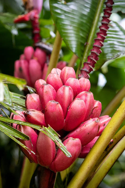 Pink Banana (Wild Variety) – 10 Seeds - Fruit Seeds