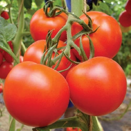 🍅 Arka Rakshak Hybrid Tomato Seeds – 100 Seeds, Triple Disease-Resistant & High-Yield Variety -Vegetable Seeds
