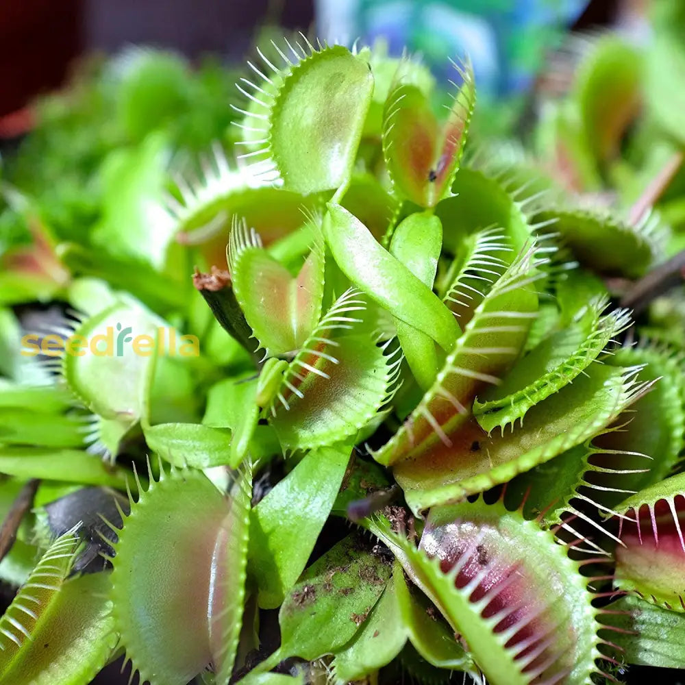 Venus FlyTrap Seeds Dionaea muscipula, Pack of 100 Seeds -Flower Seeds