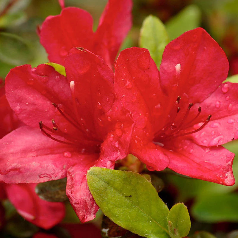 🌺 Azalea Flower Plant (Red) – Live Decorative Shrub with Bold Red Blooms for Home & Garden -Flowering Plant