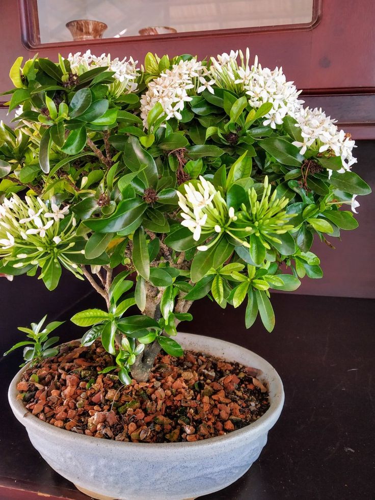 Mini Ixora Live Plant (White) – Compact Flowering Shrub for Home Garden & Pots -Flowering Plant