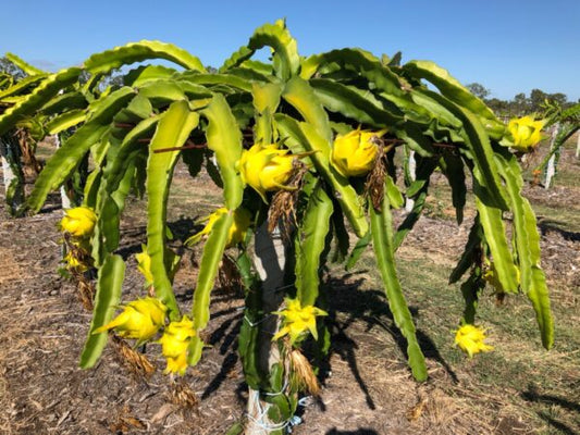 Dragon Fruit Live Plant (Yellow) – Rare Pitaya Cactus for Garden & Home Growing-Fruit Plant