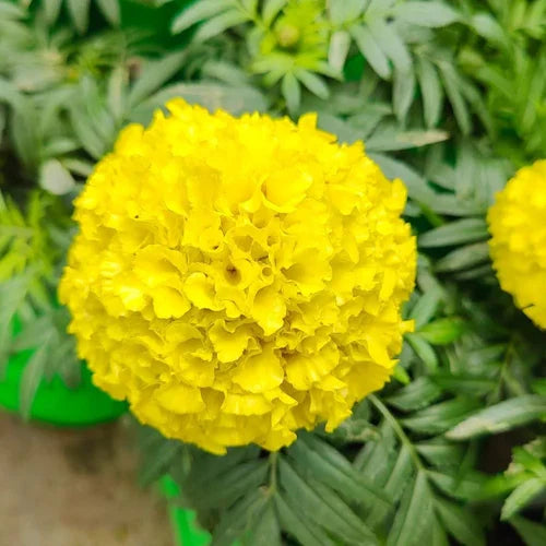 Bright Yellow Marigold Flower Seeds – Pack of 30 - Flower Seeds