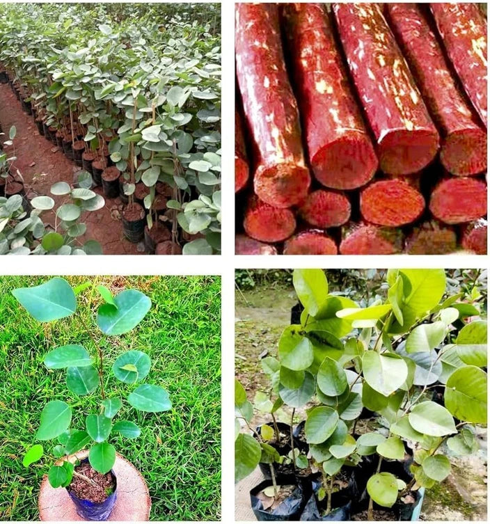 Red Sandalwood Live Plant (Pterocarpus santalinus) – Valuable Medicinal & Timber Tree for Home & Farm - Medicinal Plant